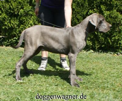 Vasall Vom Hause Wagner