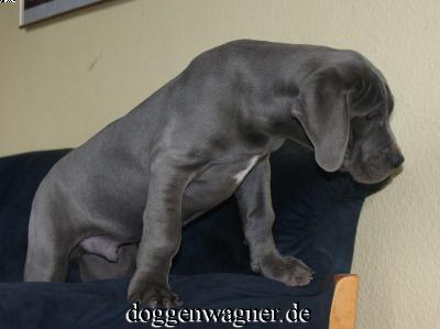 Vasall Vom Hause Wagner