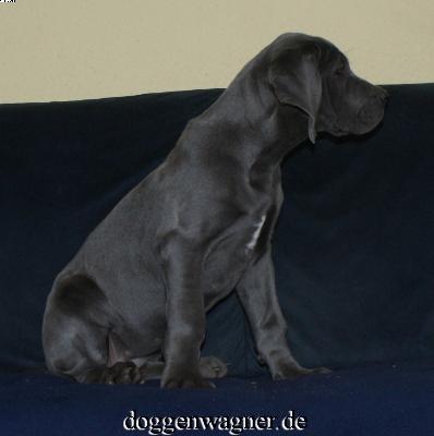 Valona Vom Hause Wagner