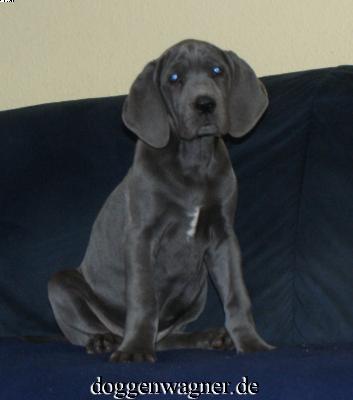 Valona Vom Hause Wagner