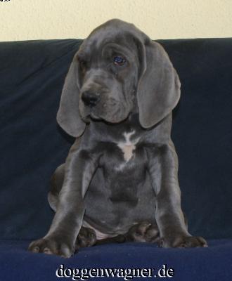 Varia Vom Hause Wagner