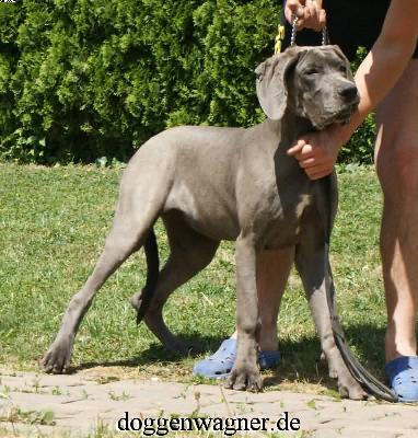 Varna Vom Hause Wagner