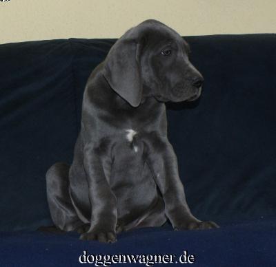 Varna Vom Hause Wagner