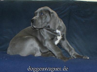 Vega Vom Hause Wagner