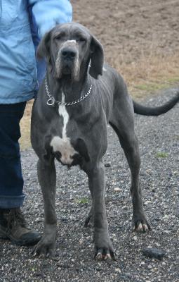 Vega Vom Hause Wagner