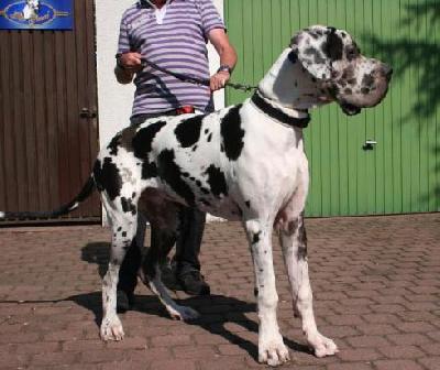 Gigolo Von Blue Ground