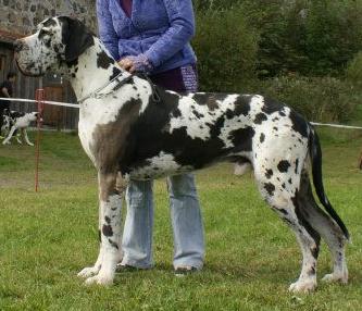 Ch Giovanni Von Blue Ground