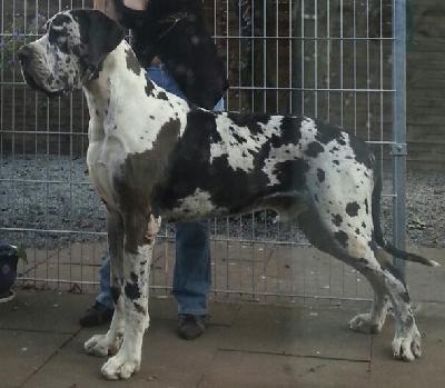 Ch Giovanni Von Blue Ground