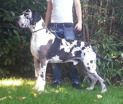 Ch Giovanni Von Blue Ground