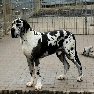 Ch Giovanni Von Blue Ground