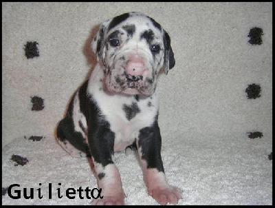 Giulietta Von Blue Ground