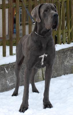 Fynn Von Blue Ground