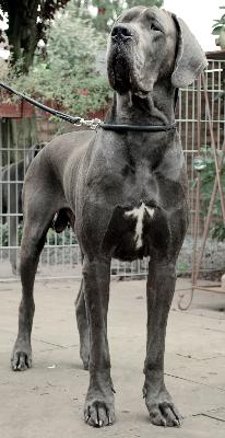 Fynn Von Blue Ground