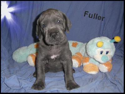 Fuller Von Blue Ground