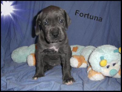 Fortuna Von Blue Ground