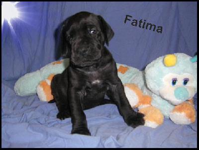 Fatima Von Blue Ground