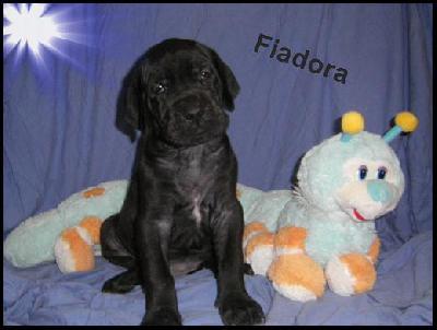 Fiadora Von Blue Ground