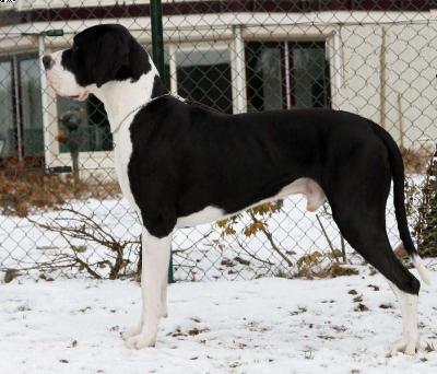 Hedon Von Haus Vom Steraldted