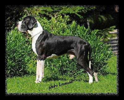 Boris Del Castello Delle Rocche