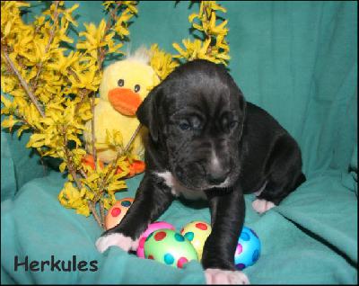 Herkules Von Blue Ground