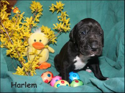 Harlem Von Blue Ground