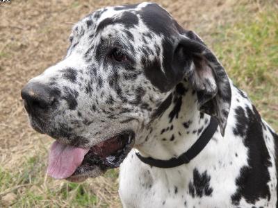 Hollywood Von Blue Ground