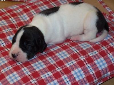 Boomer Vom Hause Kaufmann