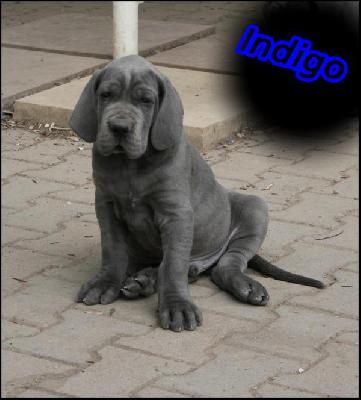 Indigo Von Blue Ground