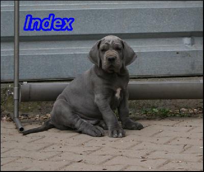 Index Von Blue Ground