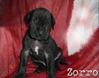 Zorro Von Blue Ground