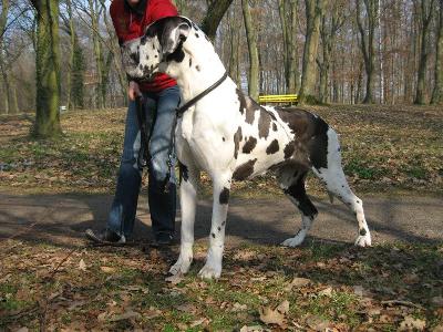 Bella Bianca Vom Vessertal