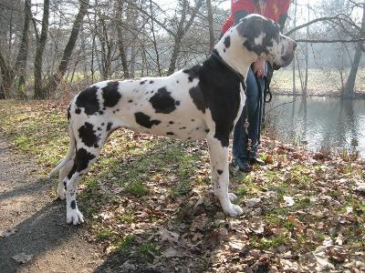 Bella Bianca Vom Vessertal