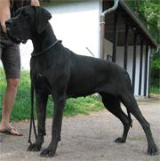 Glamour Girl Of Austria Great Stars