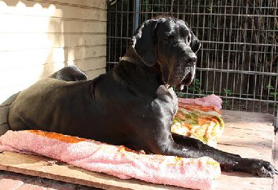 Glamour Girl Of Austria Great Stars