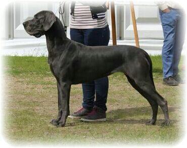 Ch Holly Vom Edersee