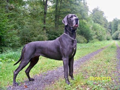 Ch Holly Vom Edersee