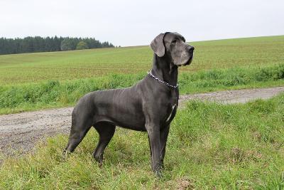 Ch Holly Vom Edersee