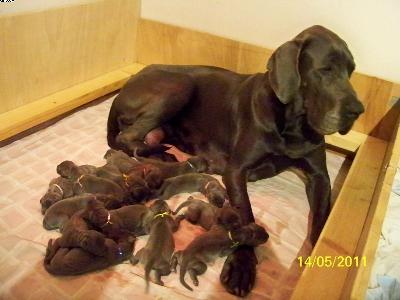 Hesta Halina Vom Edersee