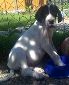 Estorio Beaux Chiens