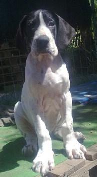 Eclipse Beaux Chiens