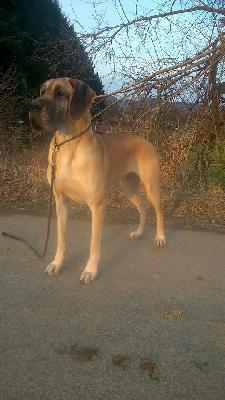 Ch Haleluja Vom Moorgarten