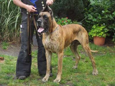 Ch Gunther Vom Herstallturm