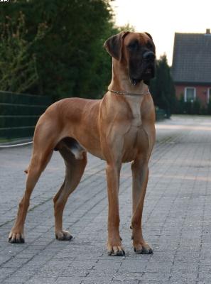 Ch Diego La Esperanza