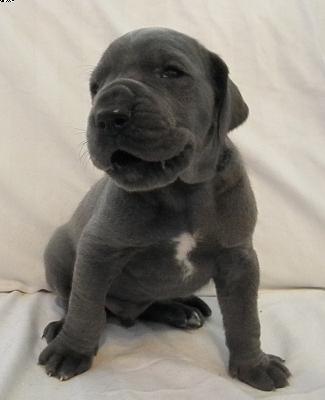 Anterio Von Der Via Vinea