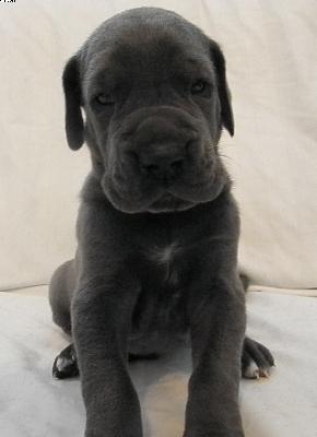 Aslan Von Der Via Vinea