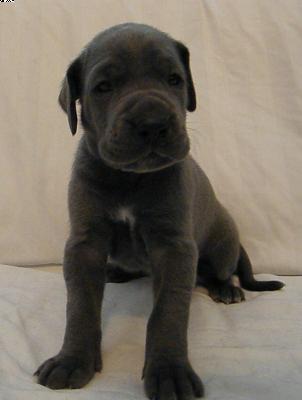 Alea Von Der Via Vinea