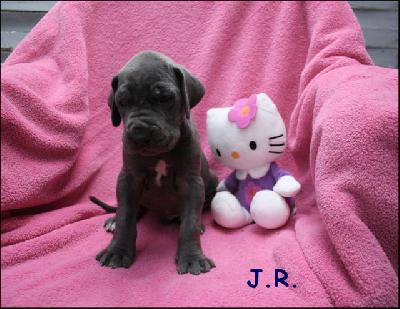 J.r. Von Blue Ground