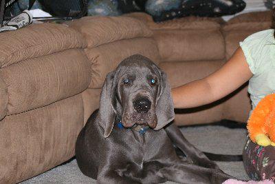 Jeronimo Von Blue Ground