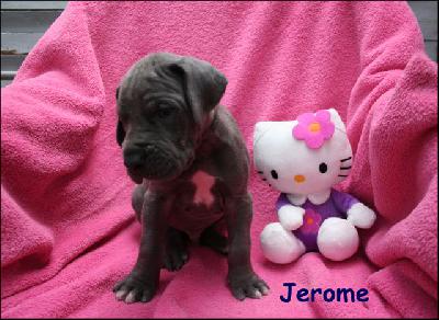 Jerome Von Blue Ground