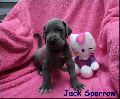 Jack Sparrow Von Blue Ground